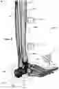 Fig. 35 - Anatomic external fixation system for the ankle