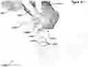 Fig. 45 - Anatomic external fixation system for the ankle