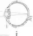 Fig. 02 - INTRAOCULAR LENS SYSTEM WITH FOLDING FEATURES