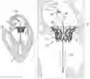 Fig. 01 - Prosthetic valve delivery system with independently-movable capsule portions