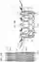 Fig. 14 - Prosthetic valve delivery system with independently-movable capsule portions