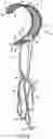 Fig. 09 - Head and neck support apparatus