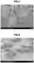 Fig. 04 - SKIN COSMETIC