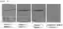 Fig. 02 - Transparent or semitransparent cosmetic composition having enhanced amentoflavone stability