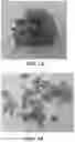 Fig. 02 - Sublingual Cannabis Dosage Form and Methods of Making and Using the Same