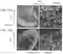 Fig. 28 - Vaccine nanotechnology