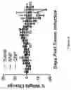 Fig. 07 - Drug delivery composition and method of fabrication