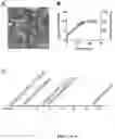 Fig. 02 - FORMULATION FOR PROTECTION THROUGH CONTROLLED RELEASE OF MICROPARTICLES CONTAINING RECOMBINANT OUTER MEMBRANE VESICLES