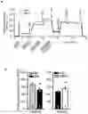 Fig. 01 - USE OF SPERMIDINE FOR THE ENHANCEMENT OF MITOCHONDRIAL RESPIRATION