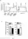 Fig. 02 - USE OF SPERMIDINE FOR THE ENHANCEMENT OF MITOCHONDRIAL RESPIRATION