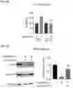 Fig. 06 - COMPOSITIONS AND METHODS FOR MODULATING PPP2R1A