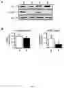 Fig. 02 - MODULATING PHOSPHATASE ACTIVITY IN CARDIAC CELLS