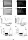 Fig. 03 - MODULATING PHOSPHATASE ACTIVITY IN CARDIAC CELLS