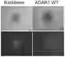Fig. 01 - Anticancer compositions and methods for making and using them