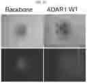 Fig. 02 - Anticancer compositions and methods for making and using them