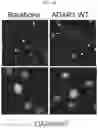 Fig. 05 - Anticancer compositions and methods for making and using them