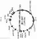 Fig. 22 - Anticancer compositions and methods for making and using them