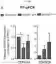 Fig. 62 - Anticancer compositions and methods for making and using them
