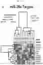 Fig. 77 - Anticancer compositions and methods for making and using them