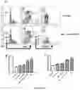 Fig. 11 - Compositions and methods for treating a clinical condition through the use of hematopoietic stem cells