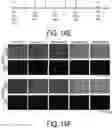 Fig. 56 - METHODS AND COMPOSITIONS FOR TREATING MITOCHONDRIAL DISEASE OR DISORDERS AND HETEROPLASMY
