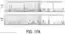 Fig. 65 - METHODS AND COMPOSITIONS FOR TREATING MITOCHONDRIAL DISEASE OR DISORDERS AND HETEROPLASMY