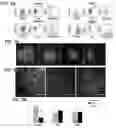 Fig. 03 - NON-MESENCHYMAL HUMAN LUNG STEM CELLS AND METHODS OF THEIR USE FOR TREATING RESPIRATORY DISEASES