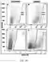 Fig. 07 - Tissue constructs including pancreas derived microvessel fragments and related methods