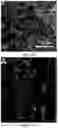 Fig. 09 - Tissue constructs including pancreas derived microvessel fragments and related methods