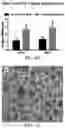Fig. 12 - Tissue constructs including pancreas derived microvessel fragments and related methods