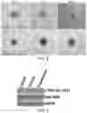 Fig. 19 - Tissue constructs including pancreas derived microvessel fragments and related methods