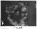 Fig. 24 - Tissue constructs including pancreas derived microvessel fragments and related methods