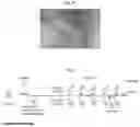 Fig. 05 - Methods of treating systemic graft-versus-host disease with extracellular vesicles