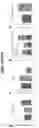 Fig. 53 - Compositions comprising bacterially derived minicells and methods of using the same