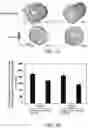 Fig. 04 - Topical composition, pharmaceutical composition containing inactivated culture and method of facilitating wound healing and scar reduction using the same