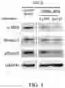 Fig. 06 - Topical composition, pharmaceutical composition containing inactivated culture and method of facilitating wound healing and scar reduction using the same