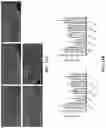 Fig. 12 - PHARMACEUTICAL COMPOSITION FOR PROMOTING NEUROGENESIS AND METHOD OF UTILIZING GASTRODIA ELATA EXTRACT OR ADENOSINE ANALOG FOR PROMOTING NEUROGENESIS