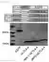 Fig. 03 - Pharmaceutical composition for preventing and treating transplant rejection