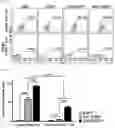 Fig. 05 - Pharmaceutical composition for preventing and treating transplant rejection
