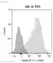 Fig. 10 - Pharmaceutical composition for preventing and treating transplant rejection