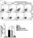 Fig. 13 - Pharmaceutical composition for preventing and treating transplant rejection