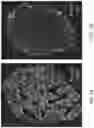 Fig. 02 - COMPOSITIONS AND METHODS FOR TREATING OR PREVENTING TYPE 1 DIABETES USING A BIOLOGIC RESPONSE MODIFIER IN COMBINATION WITH ONE OR MORE ISLET OR BETA CELL REGENERATION OR REPLACEMENT THERAPIES