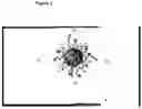 Fig. 05 - EGFR/MFN2 Targeted Nanoparticles Particularly Useful For Treating Multidrug Resistant Triple Negative Breast Cancer Through Mitochondrial Fusion Inhibition