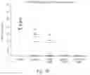 Fig. 15 - HERPES SIMPLEX VIRUS VACCINE