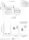 Fig. 20 - HERPES SIMPLEX VIRUS VACCINE