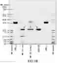 Fig. 03 - PNEUMOCOCCAL CONJUGATE VACCINE FORMULATIONS