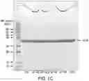 Fig. 04 - PNEUMOCOCCAL CONJUGATE VACCINE FORMULATIONS
