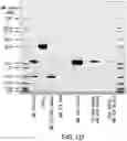 Fig. 05 - PNEUMOCOCCAL CONJUGATE VACCINE FORMULATIONS