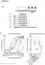 Fig. 18 - PEPTIDE-BASED VACCINES, METHODS OF MANUFACTURING, AND USES THEREOF FOR INDUCING AN IMMUNE RESPONSE