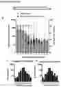 Fig. 30 - PEPTIDE-BASED VACCINES, METHODS OF MANUFACTURING, AND USES THEREOF FOR INDUCING AN IMMUNE RESPONSE